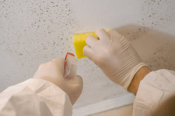 Best Mold Removal for HVAC Installations  in Edwards, MS